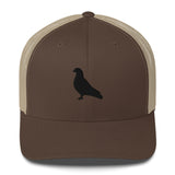 Pigeon
