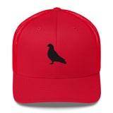 Pigeon