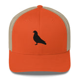 Pigeon